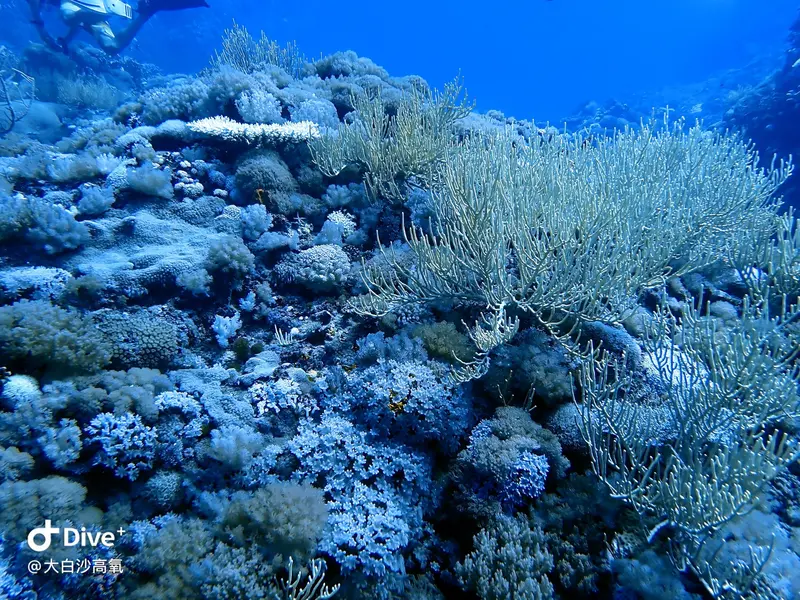 #73 DaBaiSha Diving Area