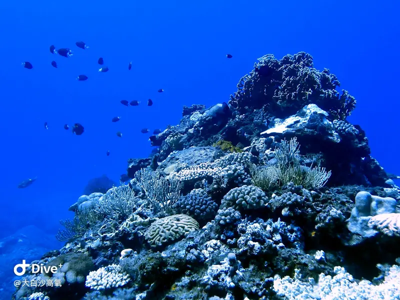 #73 DaBaiSha Diving Area