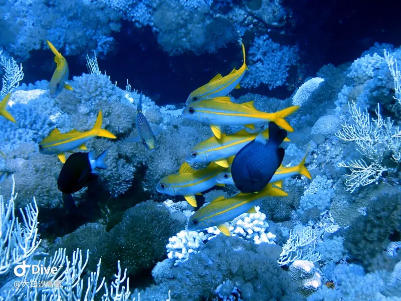 #73 DaBaiSha Diving Area