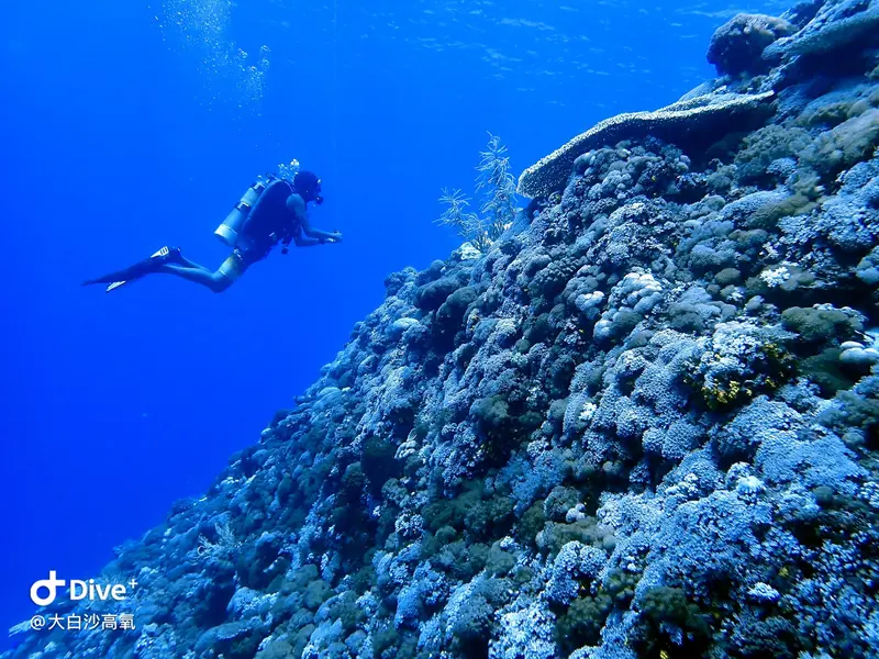 #73 DaBaiSha Diving Area