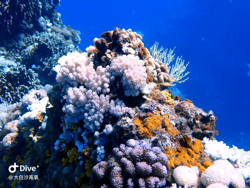 #73 DaBaiSha Diving Area