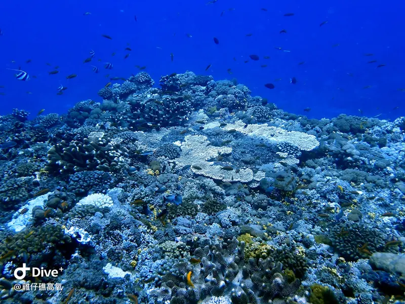 #74 Chicken Reef