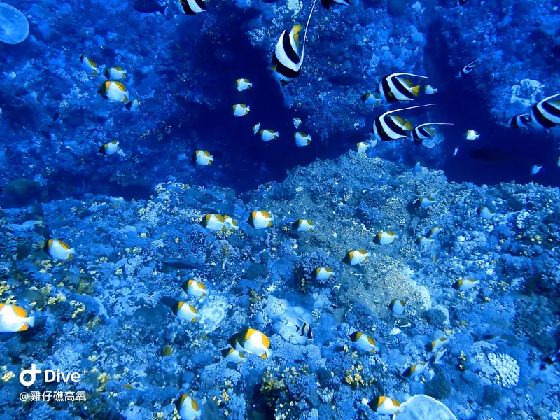 #74 Chicken Reef
