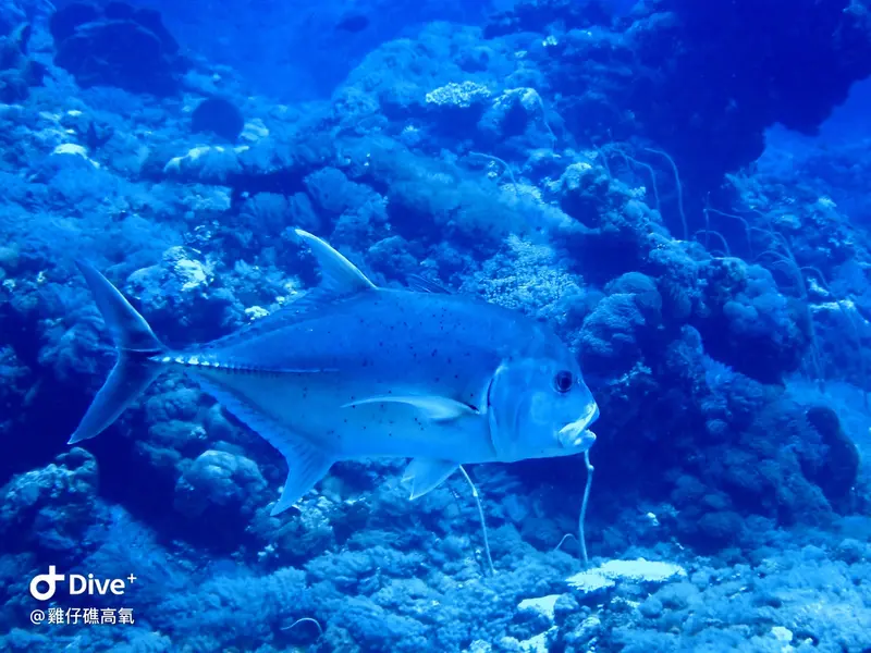 #74 Chicken Reef