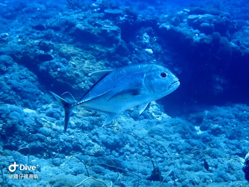 #74 Chicken Reef
