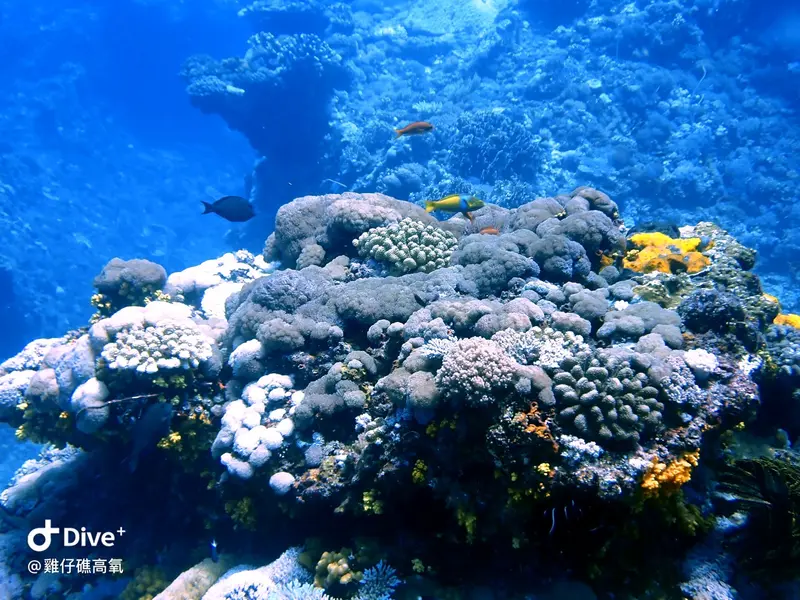#74 Chicken Reef