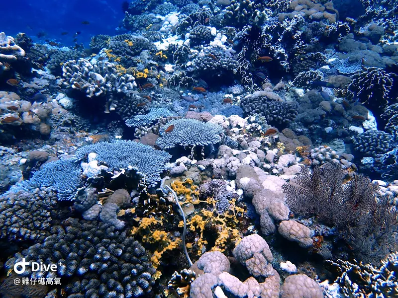 #74 Chicken Reef