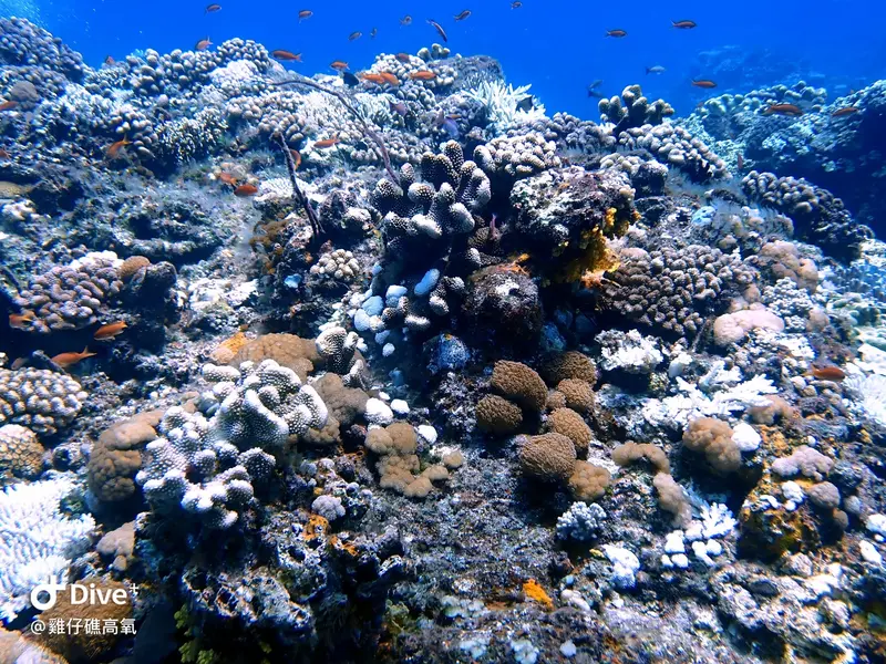 #74 Chicken Reef