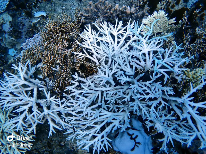 #74 Chicken Reef