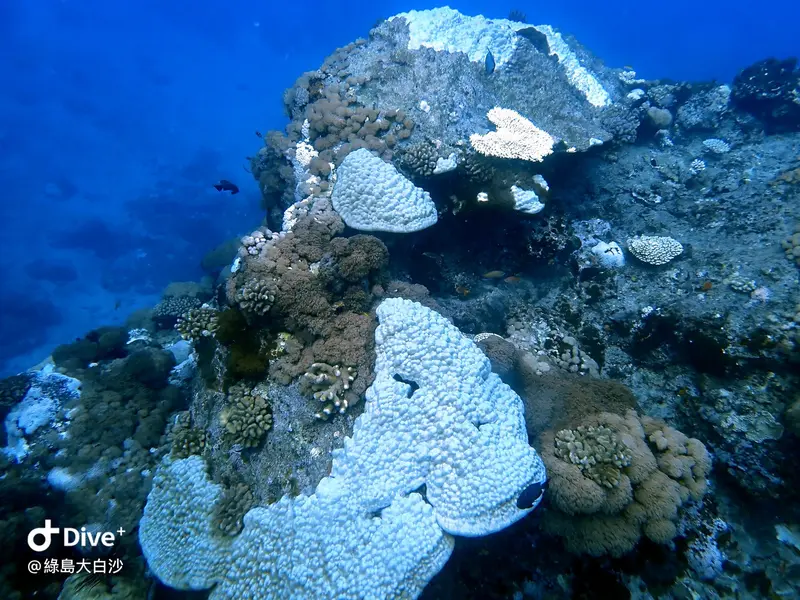 #76 DaBaiSha Diving Area