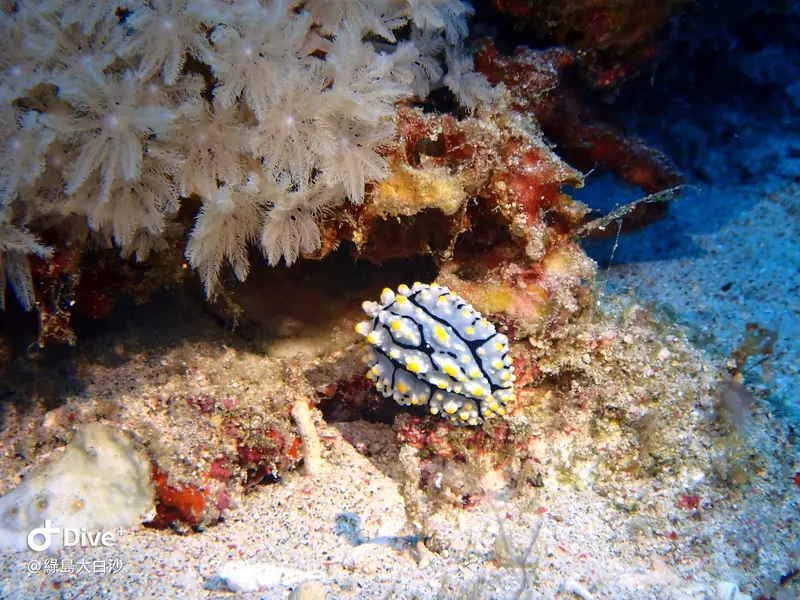 #76 DaBaiSha Diving Area