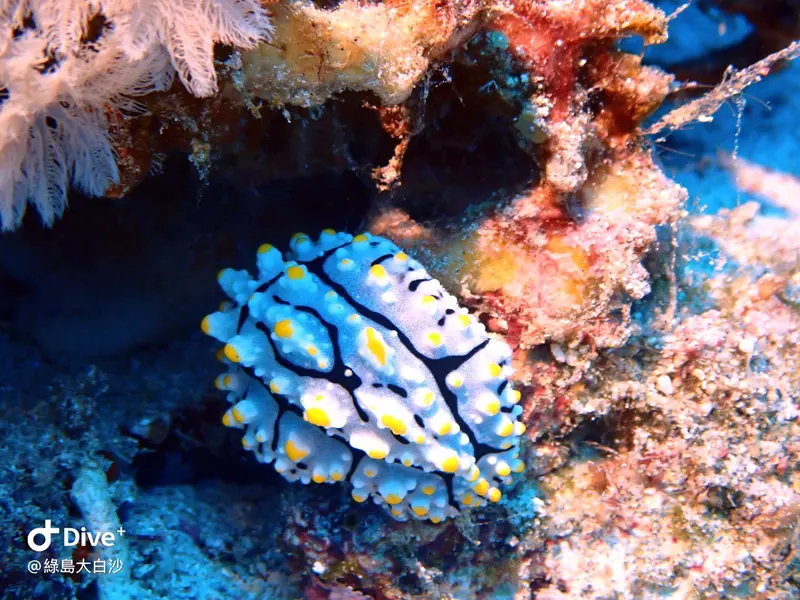 #76 DaBaiSha Diving Area
