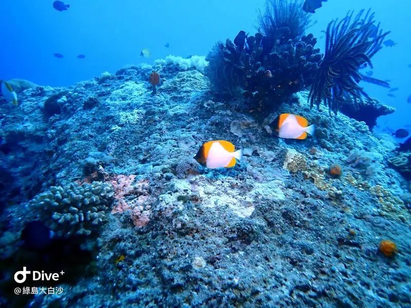 #76 DaBaiSha Diving Area
