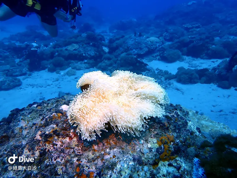 #76 DaBaiSha Diving Area