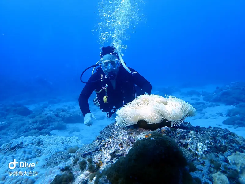 #76 DaBaiSha Diving Area