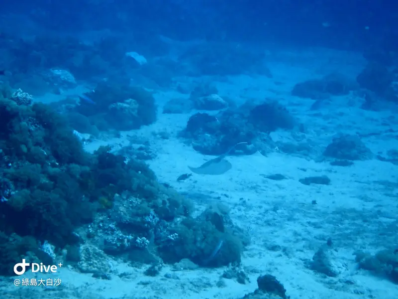 #76 DaBaiSha Diving Area