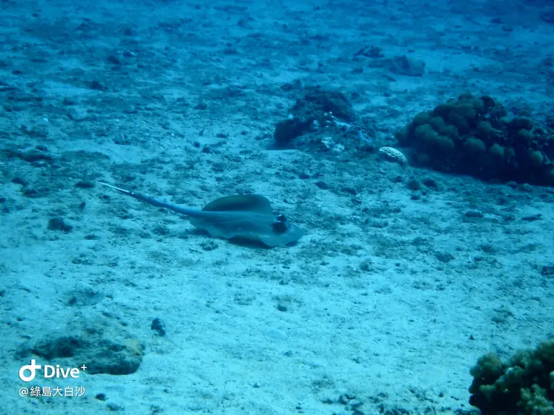 #76 DaBaiSha Diving Area