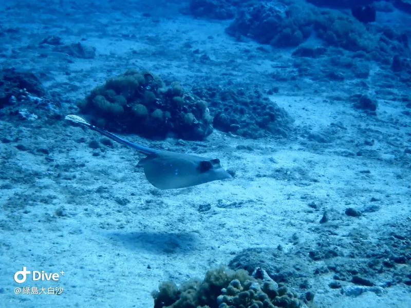 #76 DaBaiSha Diving Area
