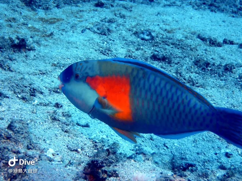 #76 DaBaiSha Diving Area