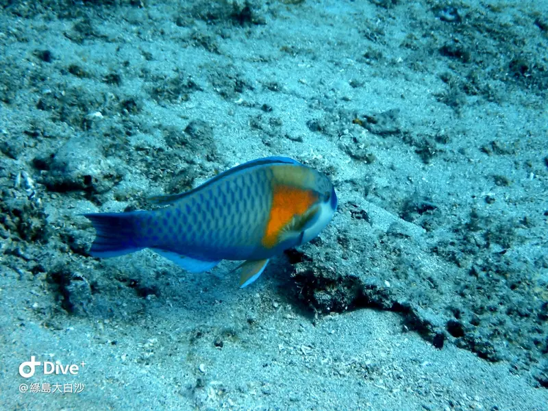 #76 DaBaiSha Diving Area