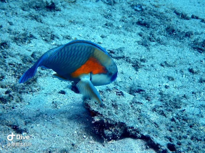 #76 DaBaiSha Diving Area