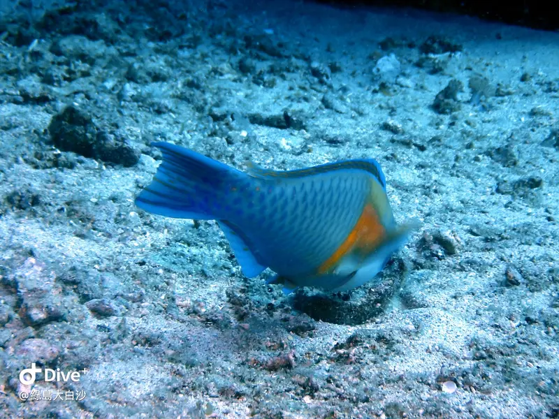#76 DaBaiSha Diving Area