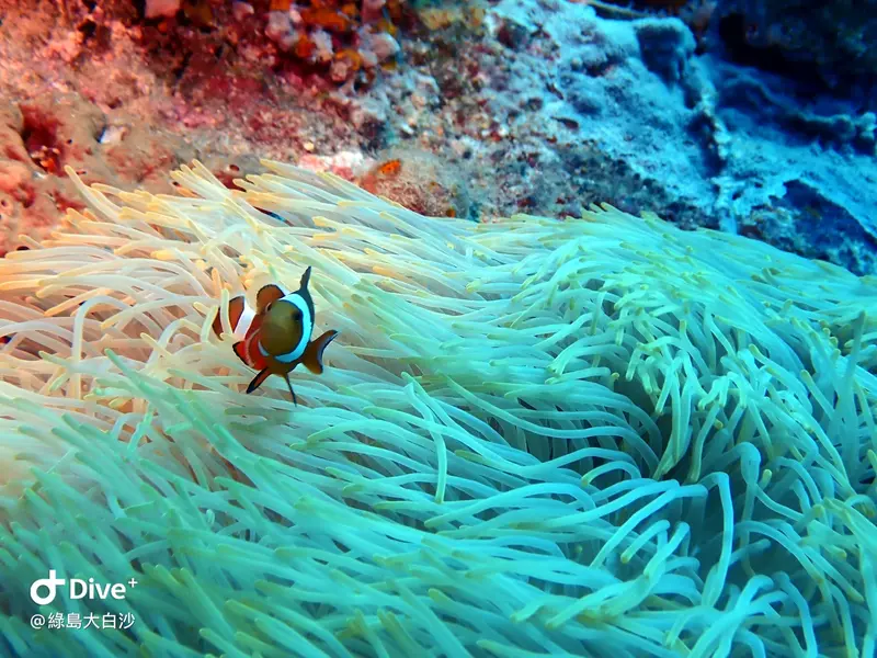 #76 DaBaiSha Diving Area