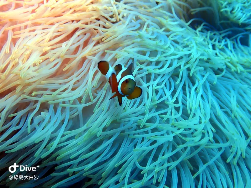 #76 DaBaiSha Diving Area