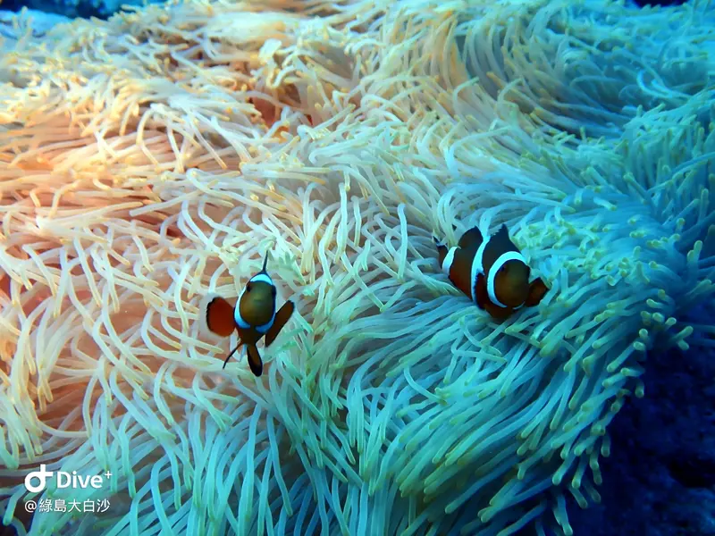 #76 DaBaiSha Diving Area