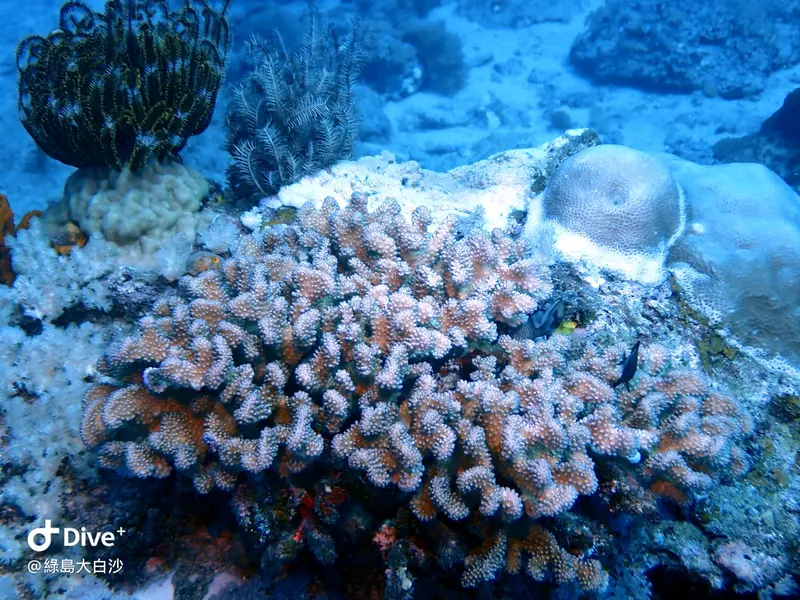 #76 DaBaiSha Diving Area