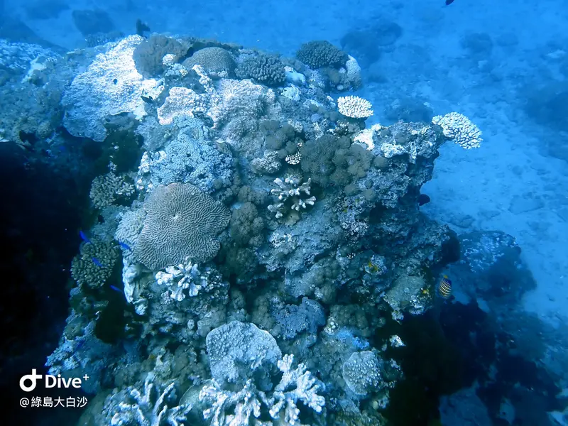 #76 DaBaiSha Diving Area
