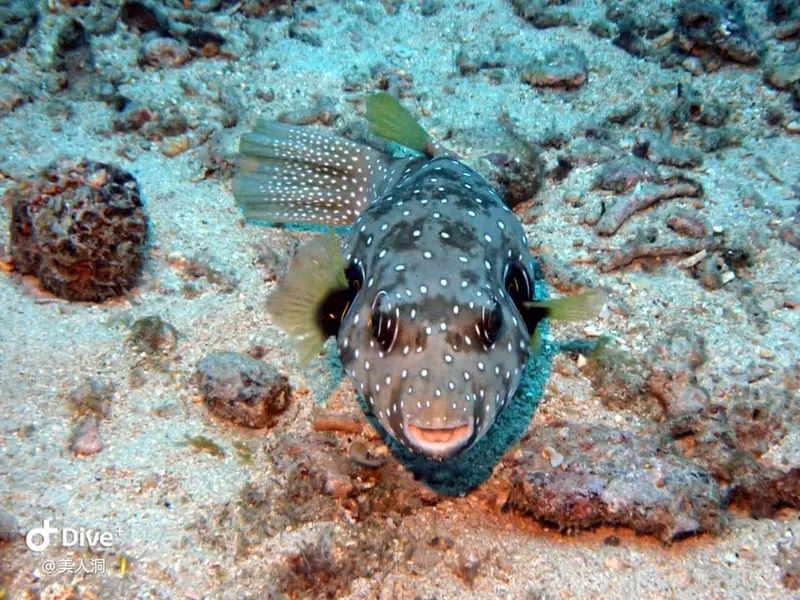 紋腹叉鼻魨 Arothron hispidus
