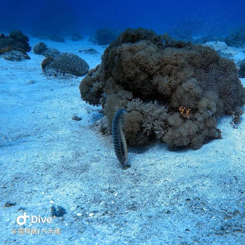 馬來翼海鰓