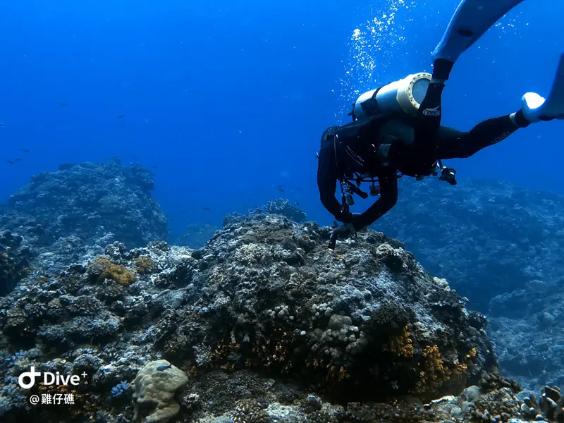 綠島雞仔礁：海底世界探索