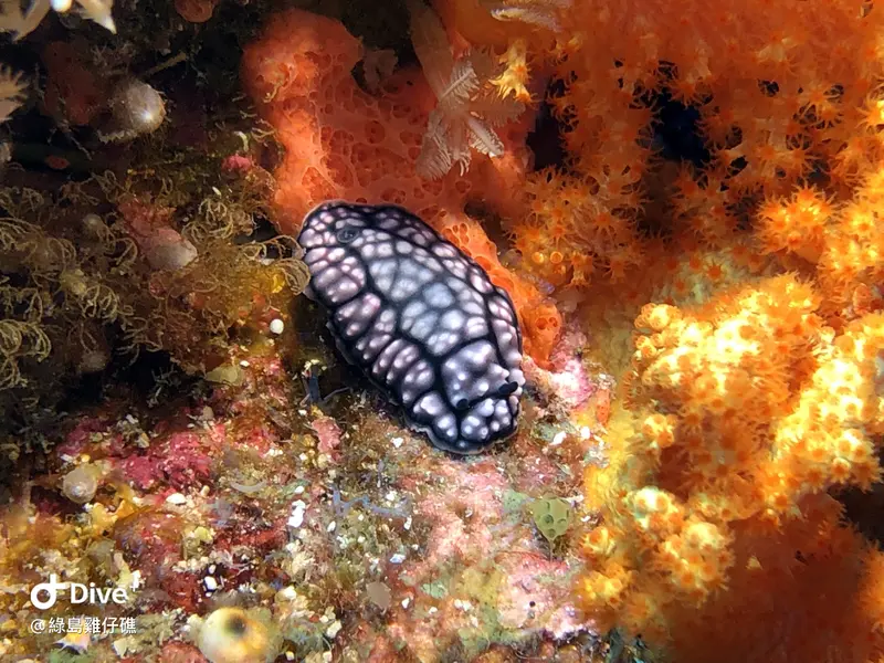 突丘小葉海蛞蝓