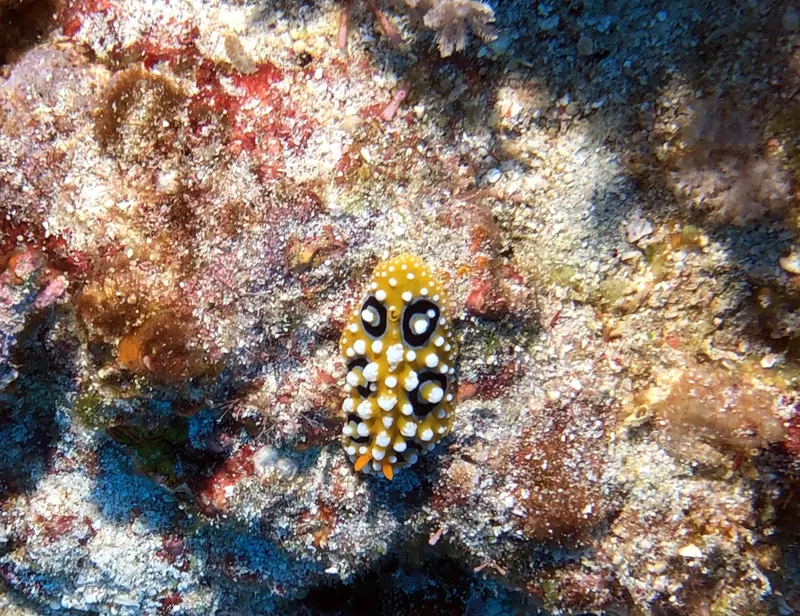 媚眼葉海蛞蝓