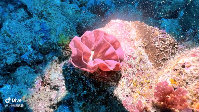 血紅六鰓海蛞蝓（的卵團）